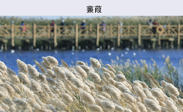 淡云作品《秋天里的中国色》组图 (6)    600.jpg