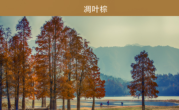 淡云作品《秋天里的中国色》组图 (2)    600.jpg